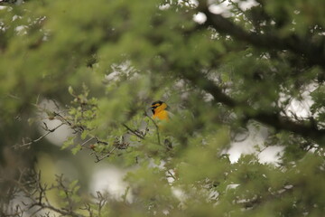 A Bullock's Oriole (Icterus bullockii) in focus through an out of focus tree