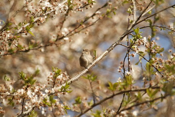 One Bushtit on a tree branch with blossoms