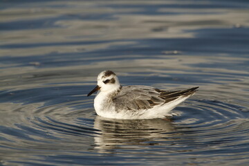 Close up of a nonbreeding Red Phalarope on water