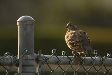 Female California Quail on a chain link fence - Powered by Adobe
