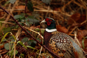 Wet Ring-necked Pheasant  in grass and branches