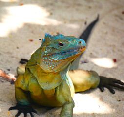 Blue iguana lizard native to the Cayman Islands