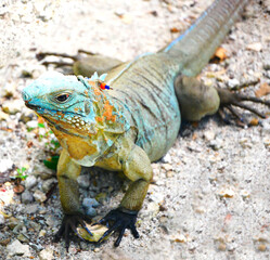 Blue iguana lizard native to the Cayman Islands