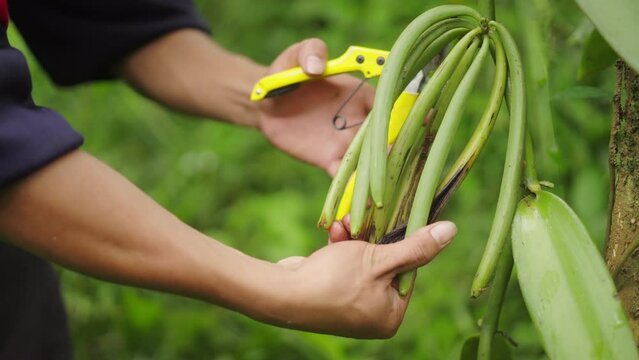 Young male vanilla farmer harvests green vanilla beans on farm. Close up