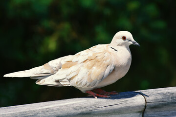 view of African collared dove (Barbary dove)