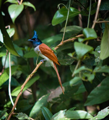 The Indian paradise flycatcher (Terpsiphone paradisi) is a medium-sized passerine bird native to Asia,