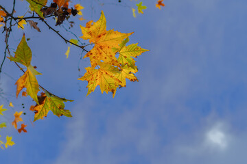 dry leaves on a tree with blue sky in the background