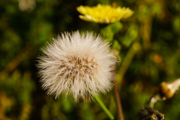 close-up of a dandelion in all its phases