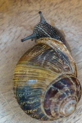 close-up of a snail on a wooden table
