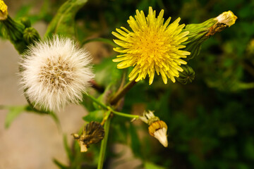 close-up of a dandelion in all its phases