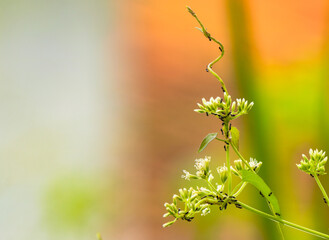 beautiful weed flowers covered with ants. bokeh photography