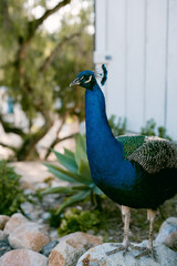 Obraz premium portrait of a peacock