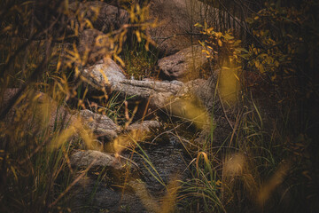 animal in the forest