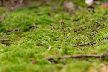Green moss on the ground of a rainforest