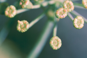 Closeup macro of a dill umbel, Yellow dill umbels, natural retro background - obrazy, fototapety, plakaty
