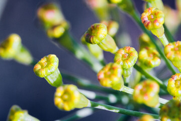 Closeup macro of a dill umbel, Yellow dill umbels, natural retro background - obrazy, fototapety, plakaty