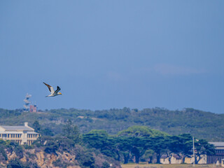 Cape Gannet Flys Over