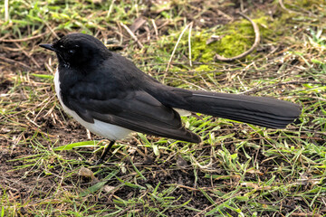 Willie wagtail on the grass