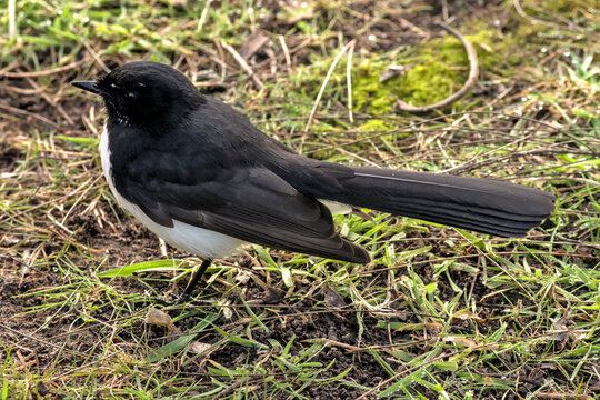 Willie wagtail on the grass