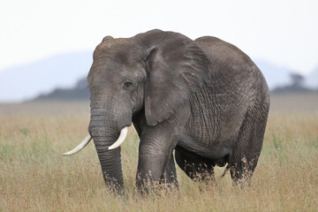 Fototapeta na wymiar Elephant on the planes in Africa