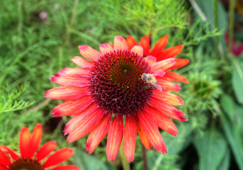 A Honey Bee on a Red Coneflower.
