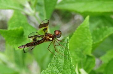 Tropical dragonfly on green plant in Florida nature, closeup