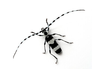 P7130320 male banded alder borer beetle, Rosalia funebris, dorsal view, isolated, cECP 2022