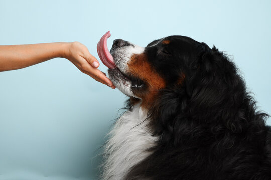 Stock Foto Bernese mountain dog on a pale blue background. Studio shot of a dog and a human hand on an isolated background. The man strokes the dog's face. The dog stuck out its tongue.