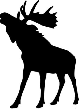 Deer Silhouette Vector