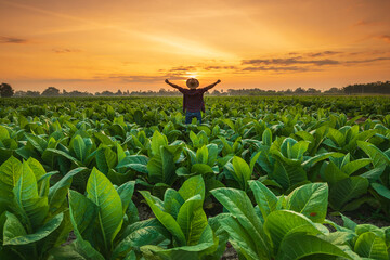 Asian farmer working in the field of tobacco tree, spread arms and raising his success fist happily...