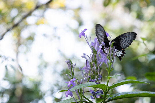 a black butterfly behind purple flower