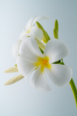 Fototapeta na wymiar White frangipani flower (plumeria) on white background.