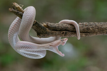 A pinkish white mangrove pit viper, Trimeresurus purpureomaculatus open its mouth while hanging on...