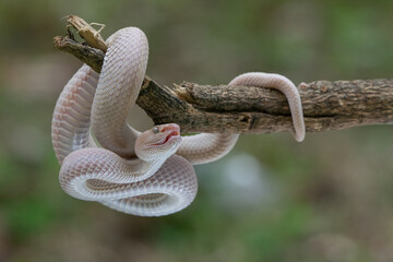 A pink female mangrove pit viper Trimeresurus purpureomaculatus hanging on a branch with bokeh background 