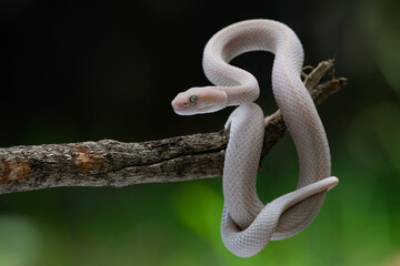 A pink female mangrove pit viper Trimeresurus purpureomaculatus hanging on a branch with bokeh...