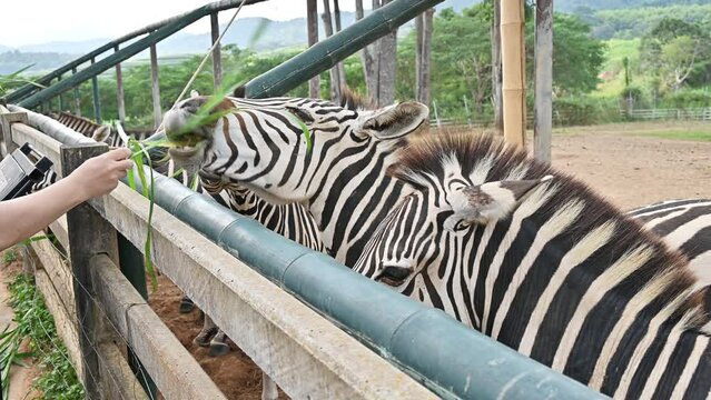 Someone feeding grass to Zebra in wildlife conservation area.