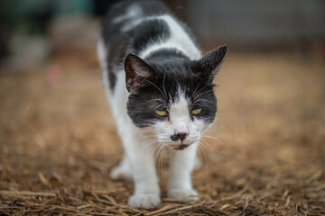 Portrait of a beautiful homeless cat on a village farm.