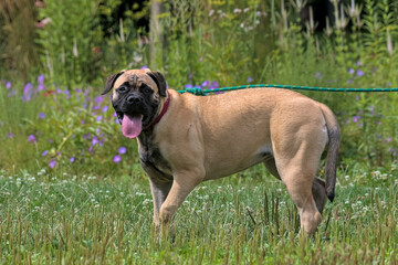 A cute bullmastiff walks on the green grass in a summer park. Pets. Krakow, Poland.