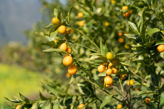 Citrus trees in the plantation