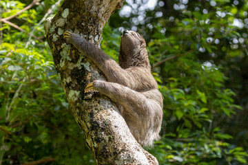 Ein Dreifingerfaultier klettert einen Baum hinab in der Seitenansicht © HPE