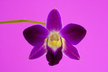 Purple dendrobium orchid flower isolated on pink background, close up and selective focus.