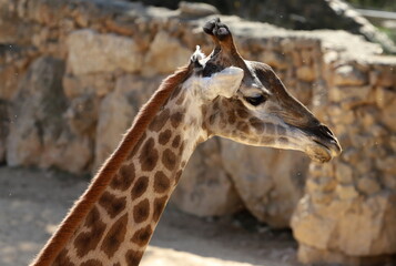 A tall giraffe lives in a zoo in Tel Aviv.