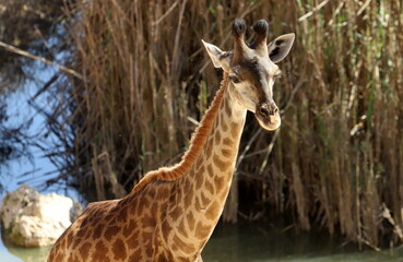 A tall giraffe lives in a zoo in Tel Aviv.