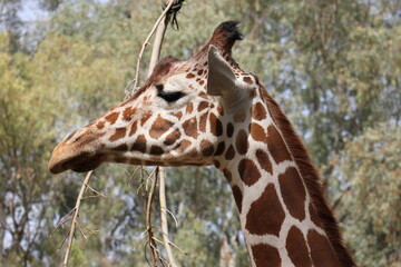A tall giraffe lives in a zoo in Tel Aviv.