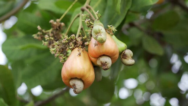 Medium shot of cashew nuts hanging on cashew tree at different stages of maturity