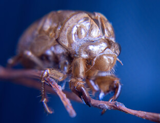 Cicada shell