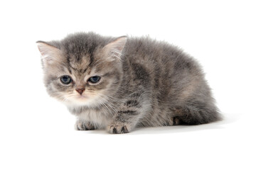 a small fluffy kitten on a white isolated background