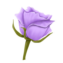 Soft Purple Rose
