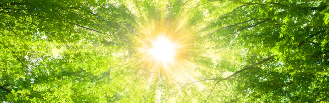 banner image of sunshine forest