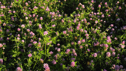 Southern Urals, blooming red clover (Trifolium pratense) in the meadow.